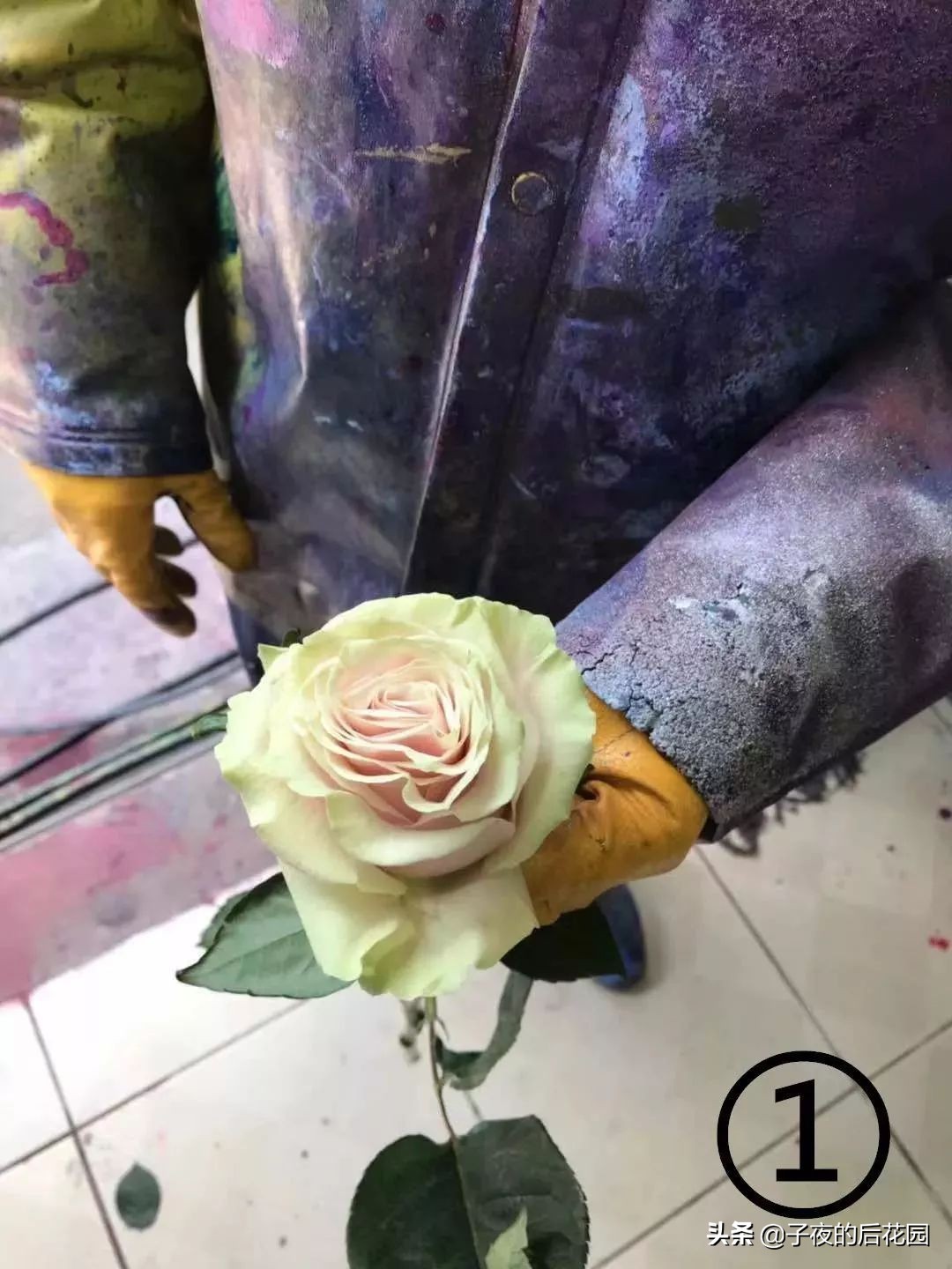 最好的进口玫瑰,进口玫瑰品种