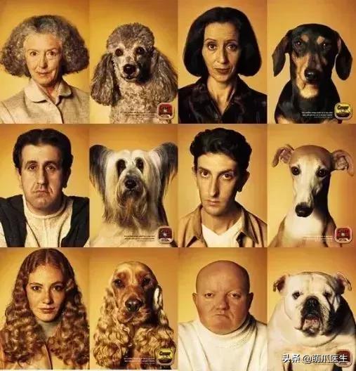 猫怎么越长越丑,为什么猫长得越丑越受欢迎