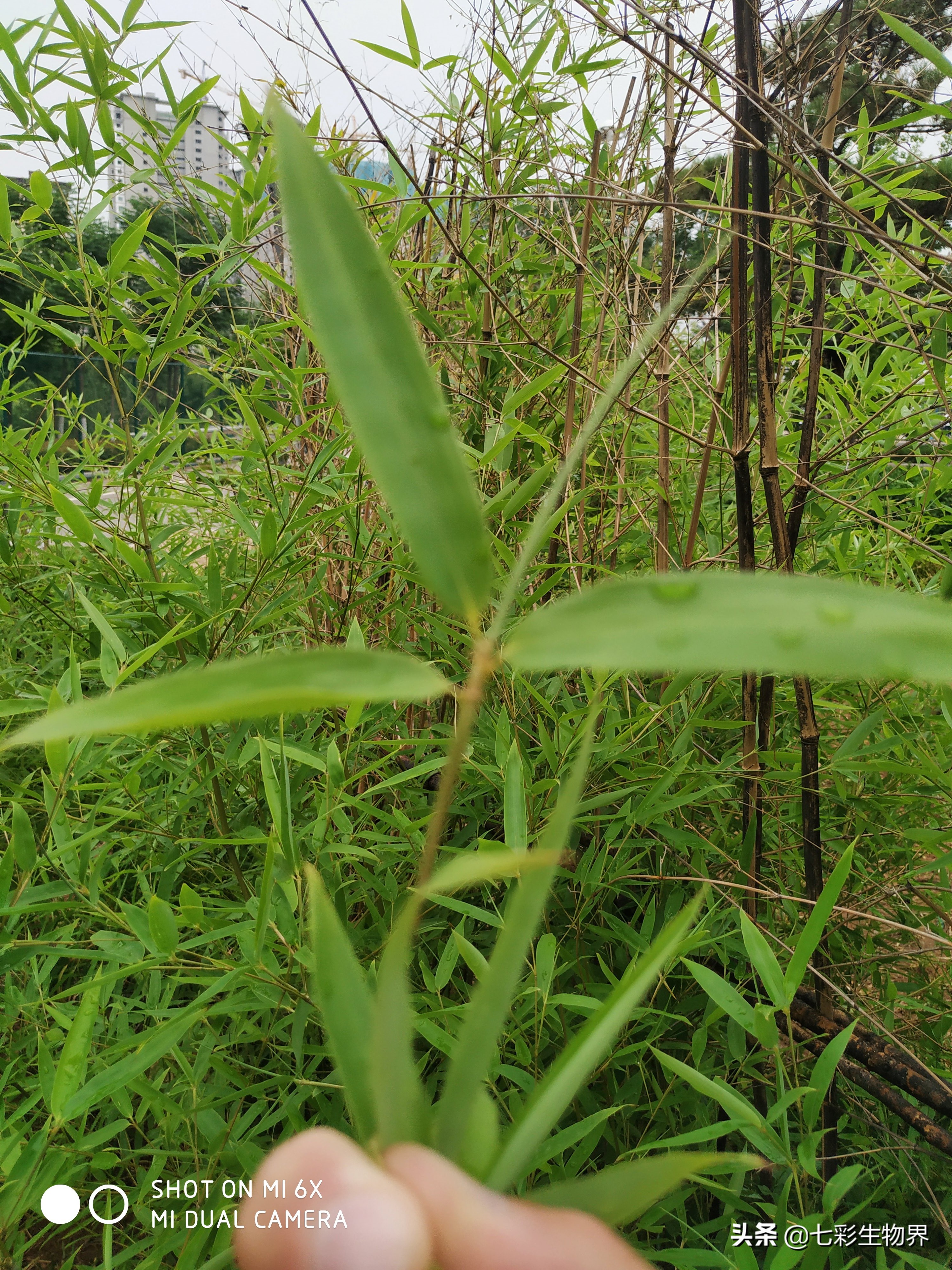 清热解暑就喝竹叶薄荷茶,竹叶茶可以去火去湿嘛