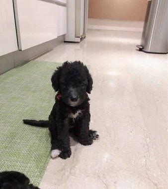 小狗出生全是黑毛长大后会变吗,白毛小狗长大后变黄