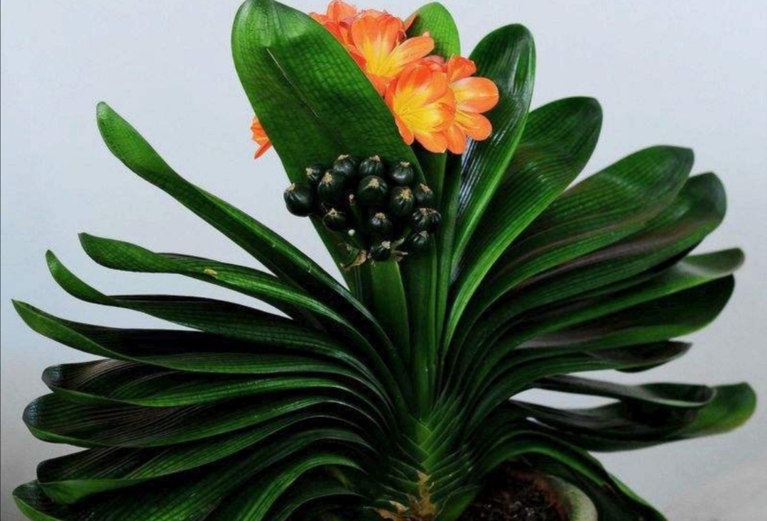 君子兰从孕蕾到开花需要多长时间,君子兰从出现孕肚到开花要多久