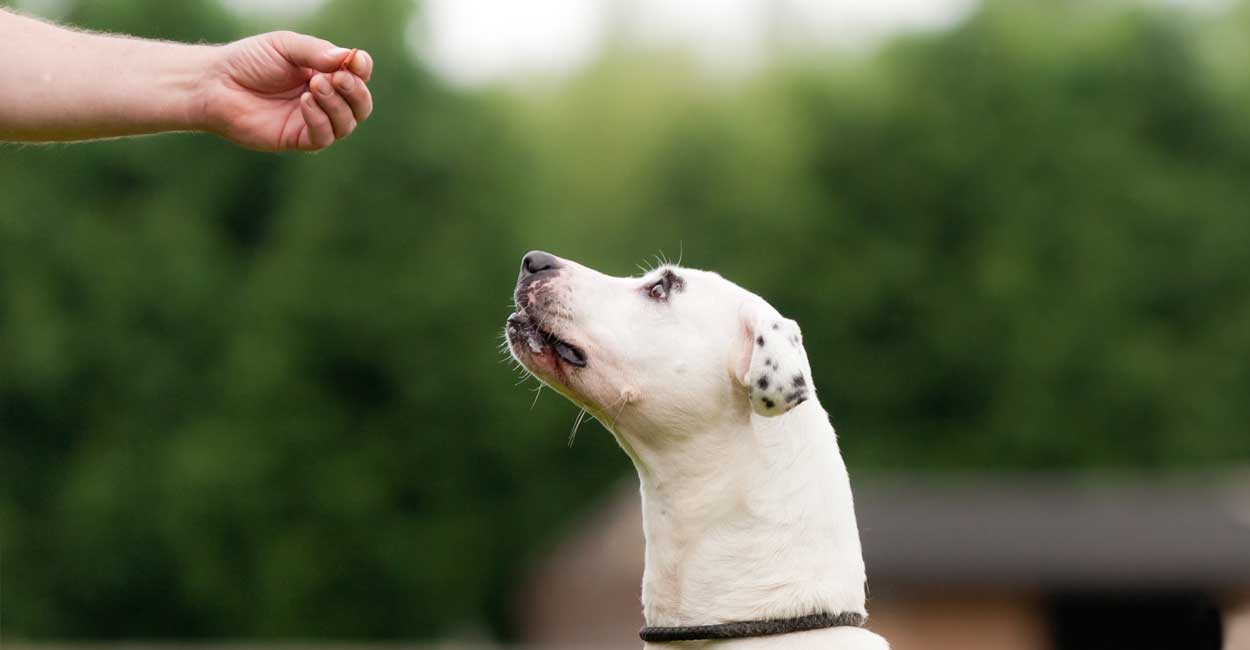 训练狗狗不乱吃饭的方法,训练狗狗奖励零食