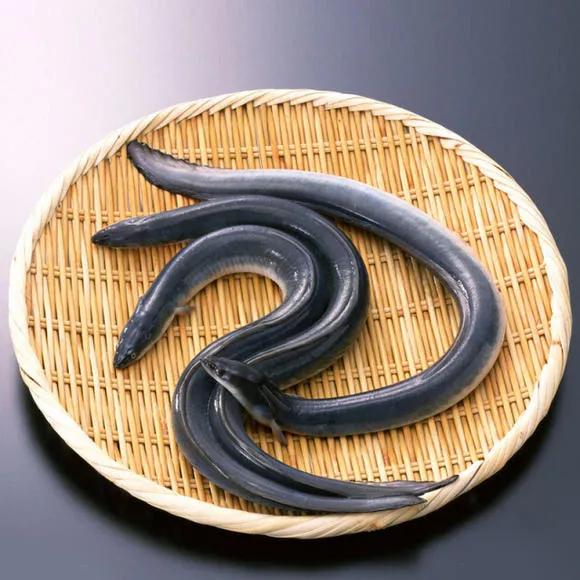 名贵的六种鱼你吃过几种,20种名贵海鱼