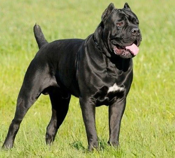 最齐全的狗狗品种介绍及图片,带你了解一下常见狗狗的品种