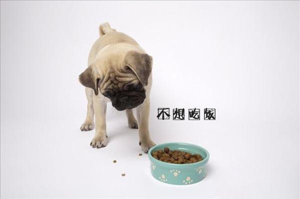 泰迪狗狗生病的各种症状以及疗法,狗狗生病四肢无力站不稳什么原因