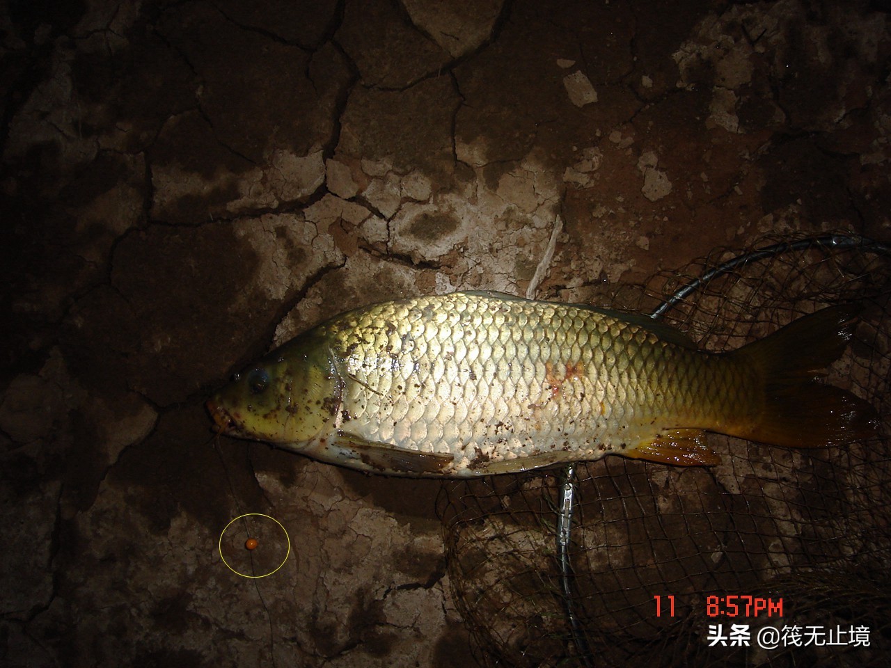 珠珠钓法的优势,珠珠钓最正确的钓法