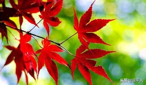 清秋，火红的思念