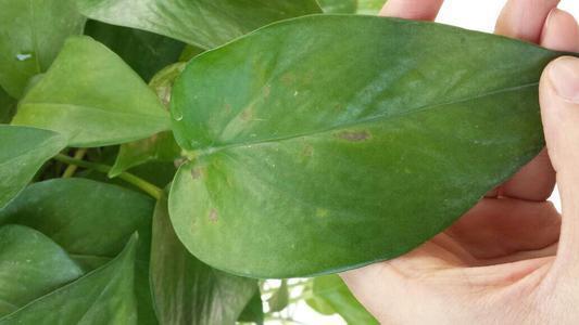 虎皮兰叶片有斑点怎么处理,虎皮兰叶子有黑斑是怎么回事