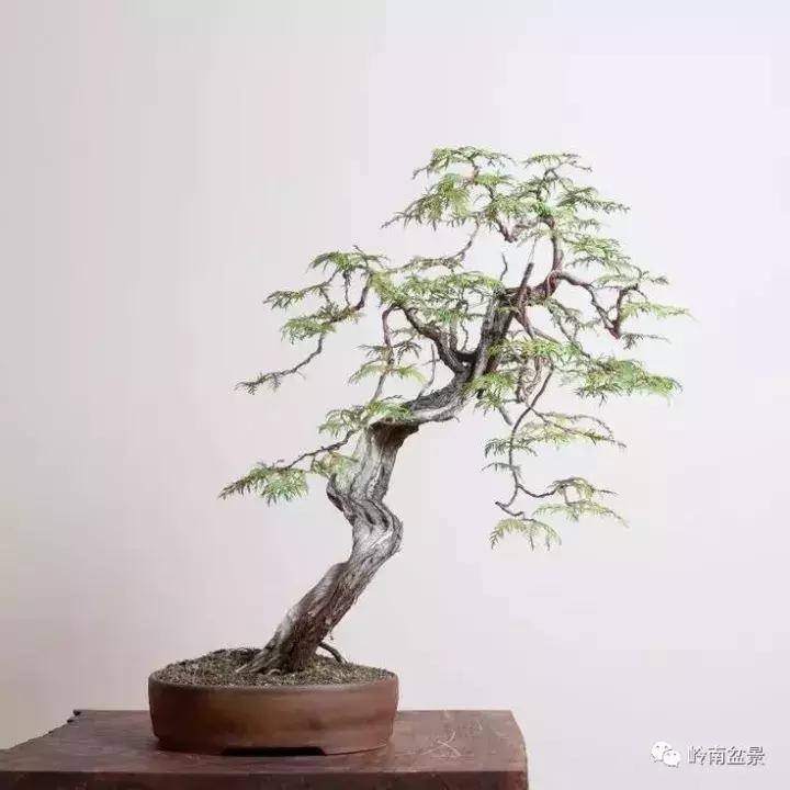 一盆盆景佳作究竟应该是怎样的,大师级盆景作品欣赏