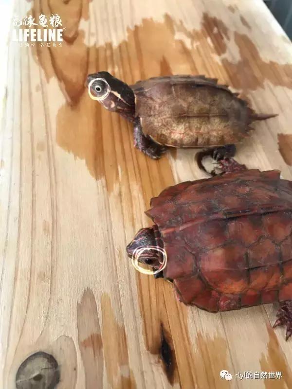 枫叶龟品种及图片大全,地龟和枫叶龟的区别