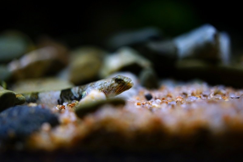 南美水族论坛推荐,南美水草造景论坛