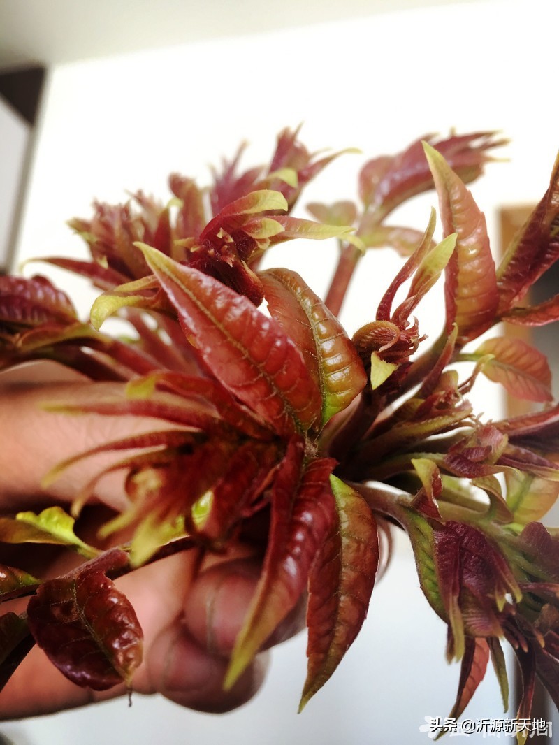 山东沂蒙山头茬香椿,香椿野菜