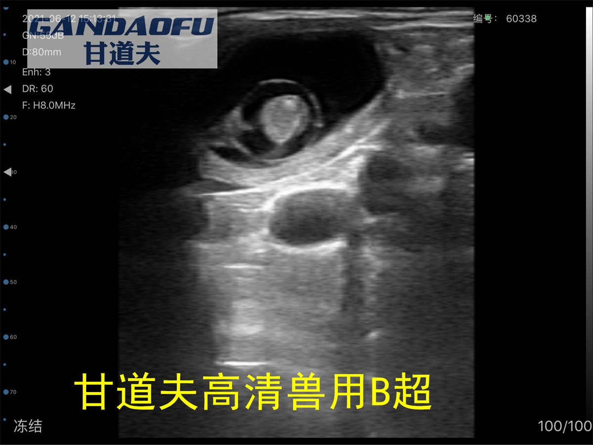 兽用b超机怎么测试猪怀孕,兽用b超机如何看母猪怀孕