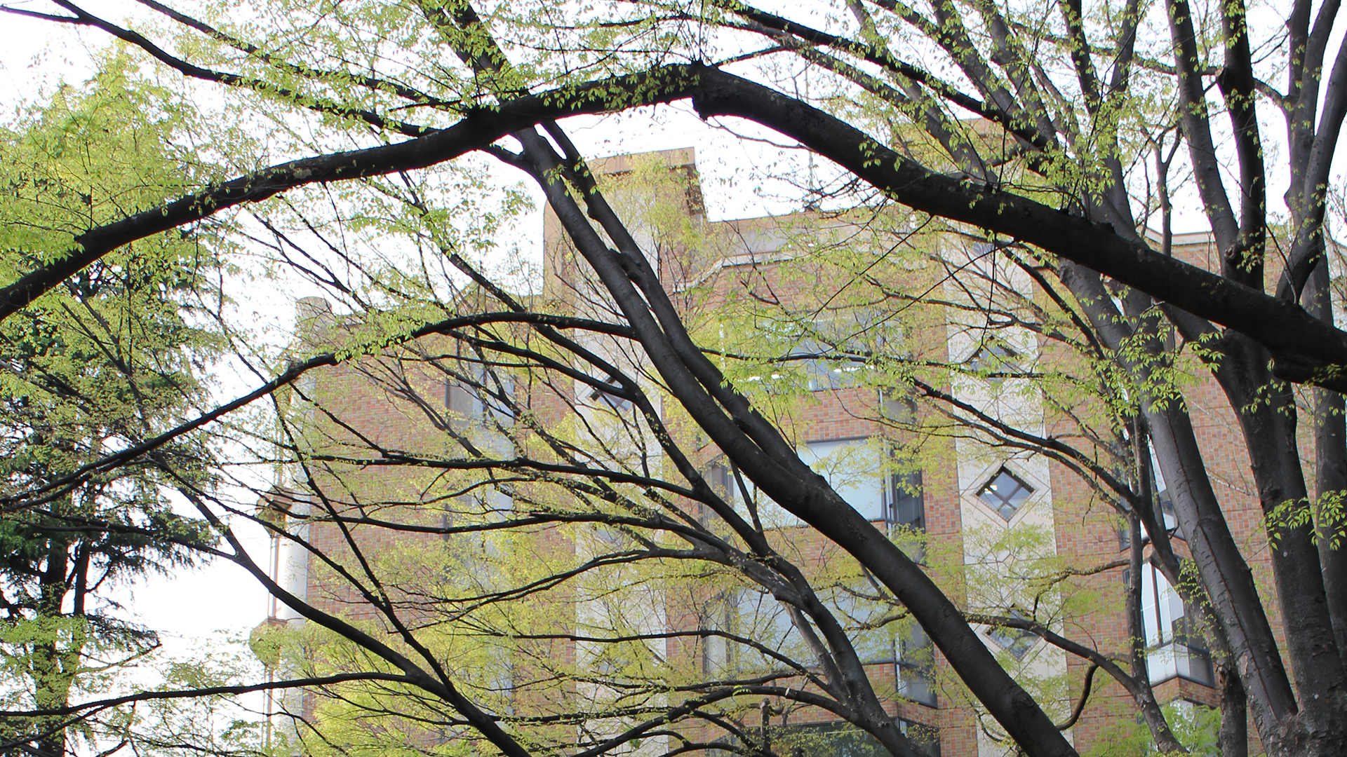 “日本最高学府”的东京大学，是一所怎样的学校？