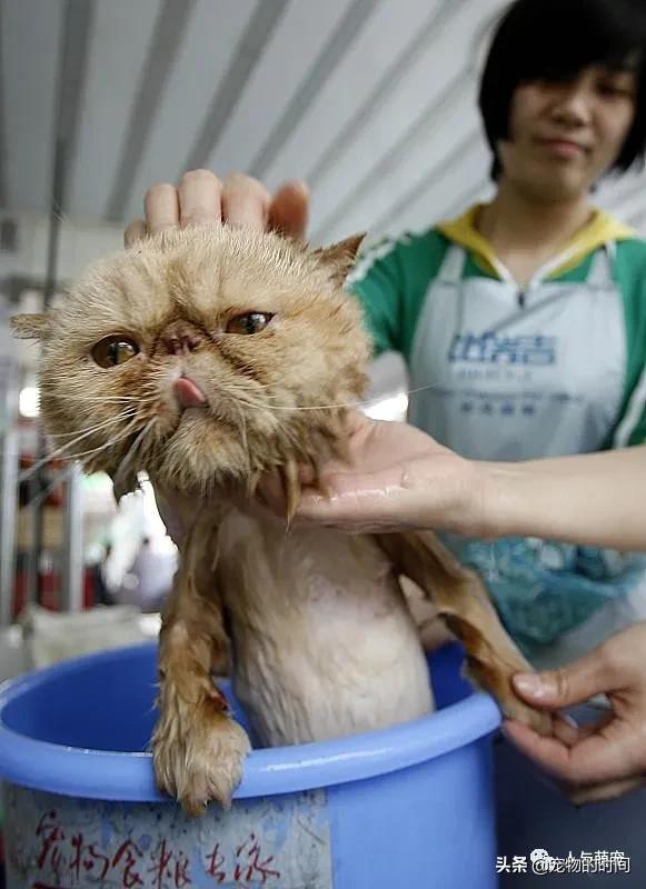 新手养猫一个月要花费多少钱,养猫最低一个月需要花多少钱