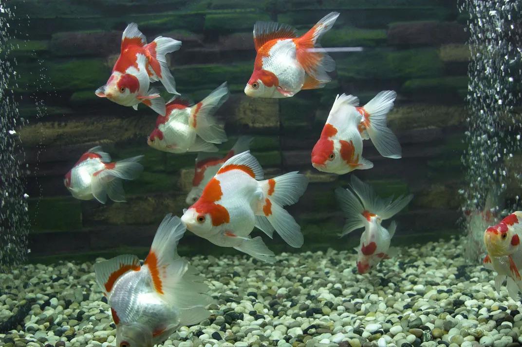 云游动物园金鱼,杭州动物园金鱼种类