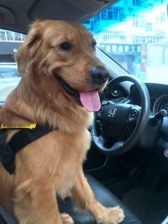 小金毛养多久才会温顺听话,养宠小知识金毛一天尿两次可以吗