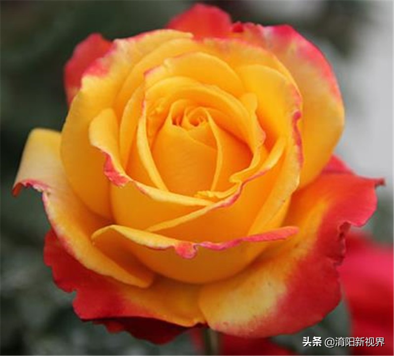 月季创新造型是什么,热门月季品种推荐图片欣赏