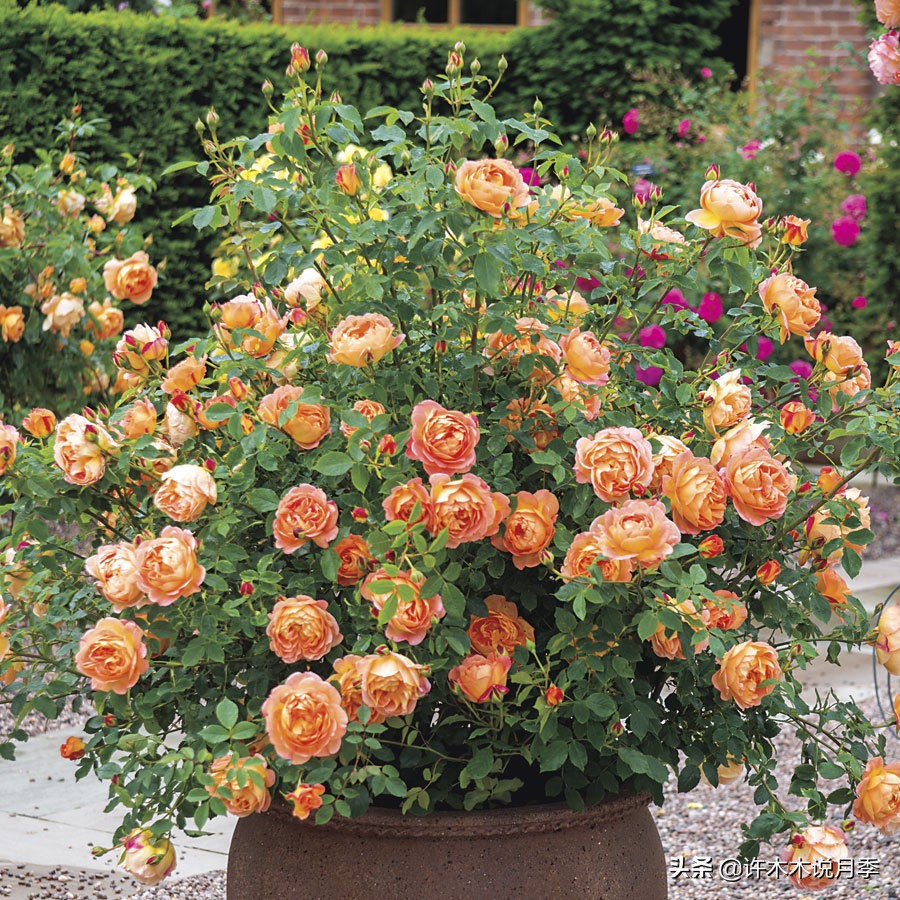 推荐一下多头月季花,100种月季品种大全