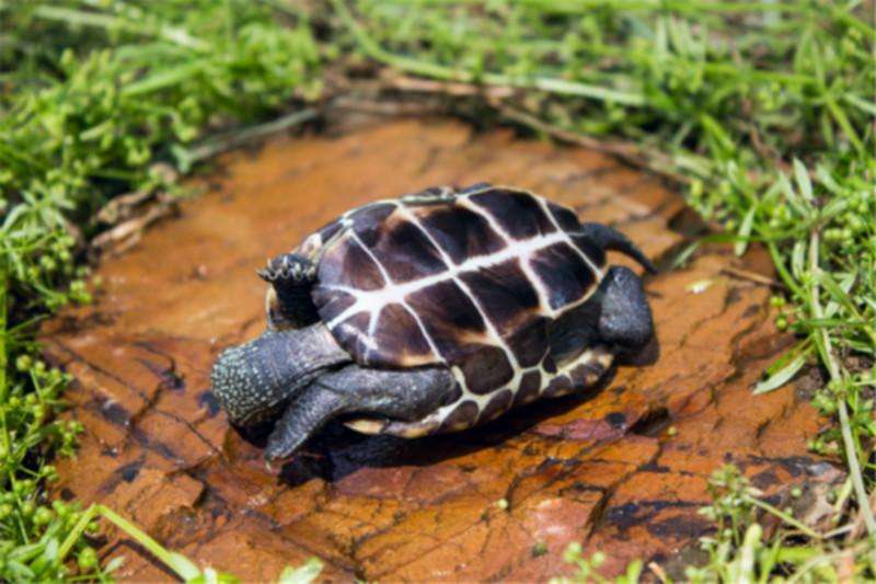乌龟吃鱼粮有什么坏处,乌龟能吃活鱼吗
