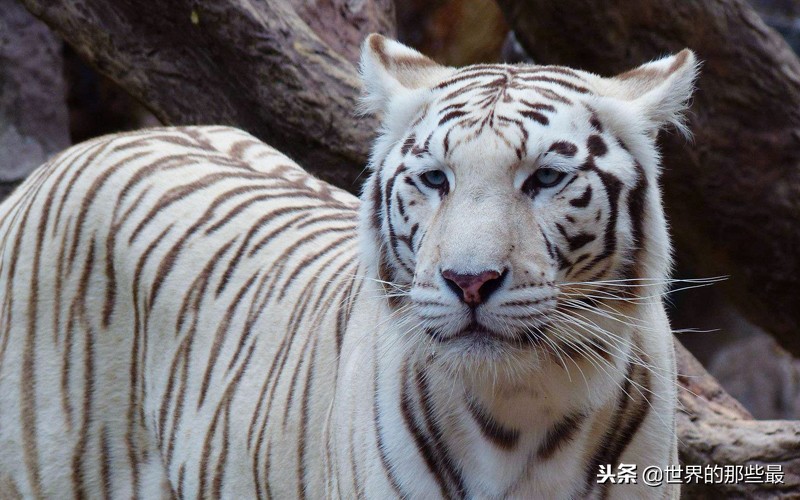 非洲草原上生存过老虎吗？是不是被狮群赶走的？网友的解释很合理