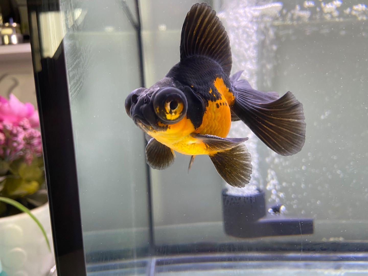 龟粮饲料高蛋白,龟粮饲料便宜推荐