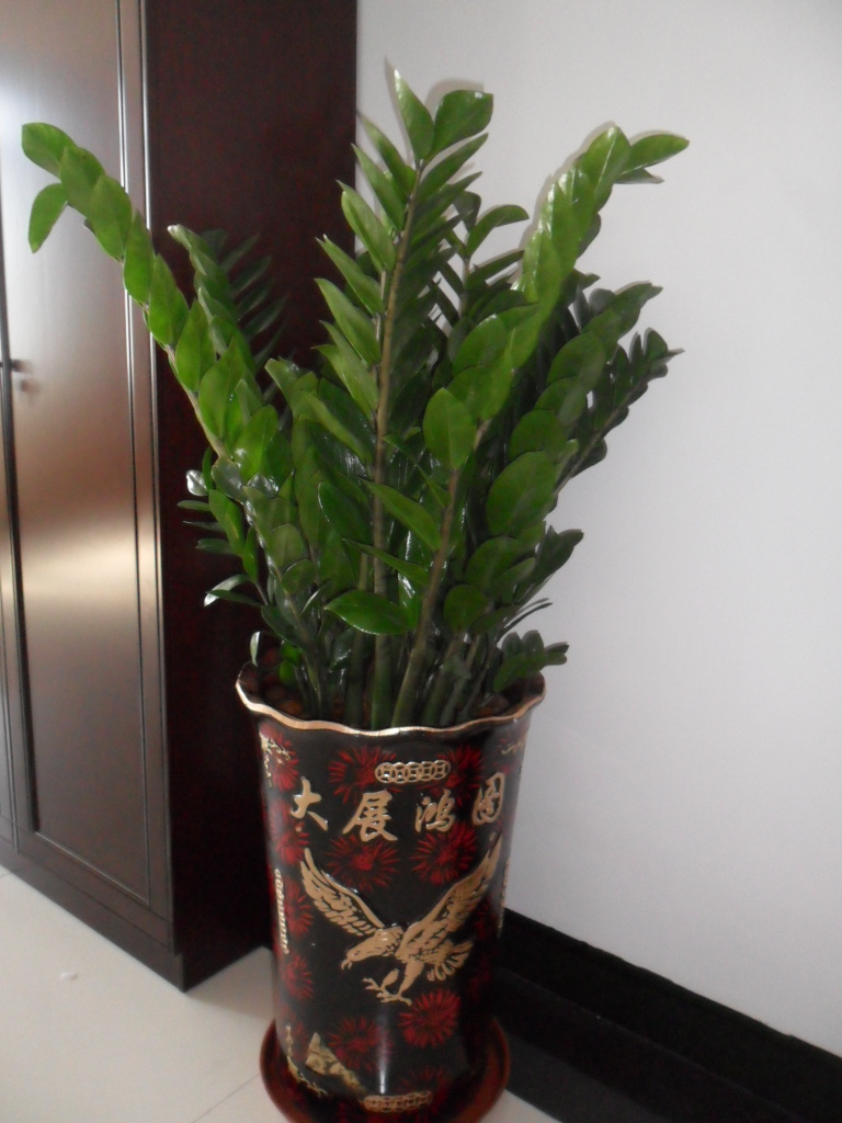 寓意吉祥的3种花洋气又旺家,四种花适合年底养好看而且寓意好