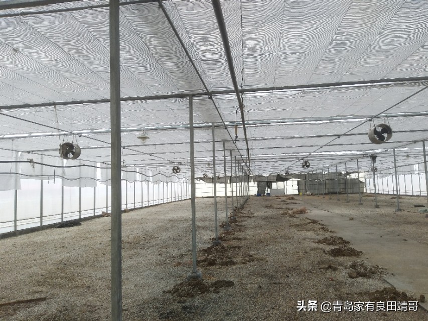 脱毒阳光玫瑰葡萄苗,阳光玫瑰特级苗