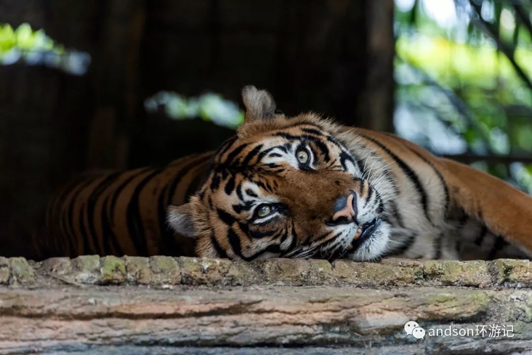 印尼你好怎么发音,印尼歌曲你好傻