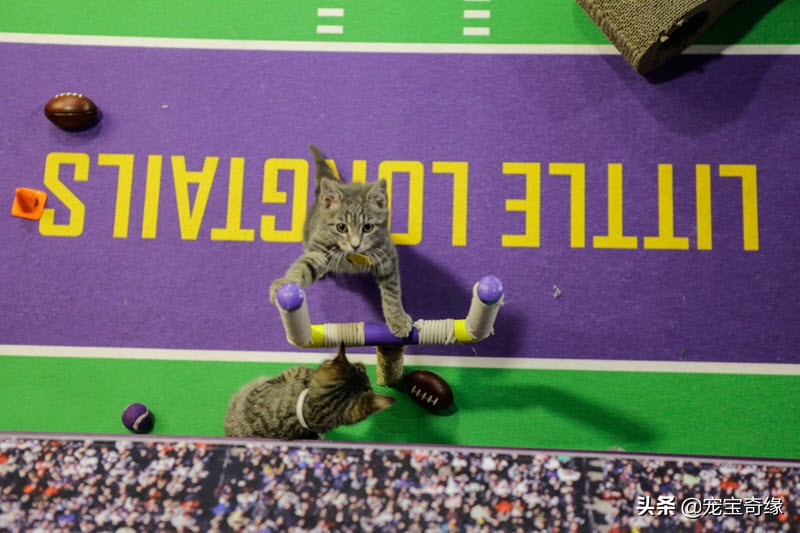 狗狗飞球比赛世界纪录,美国狗狗选美大赛