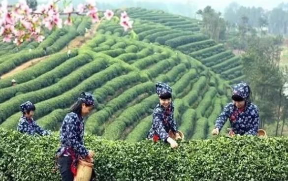 江西赣州十大特点小镇,宁都县小布镇景区