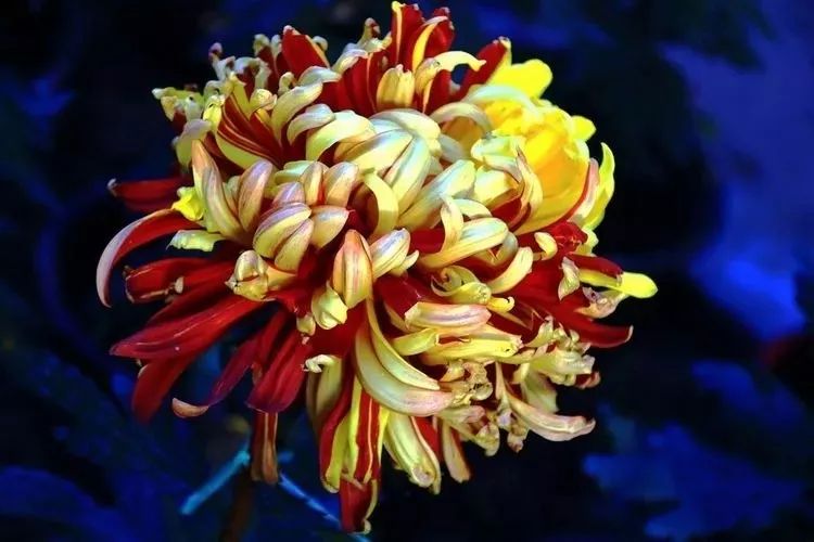 花中四君子菊花,花中四君子菊花的简介