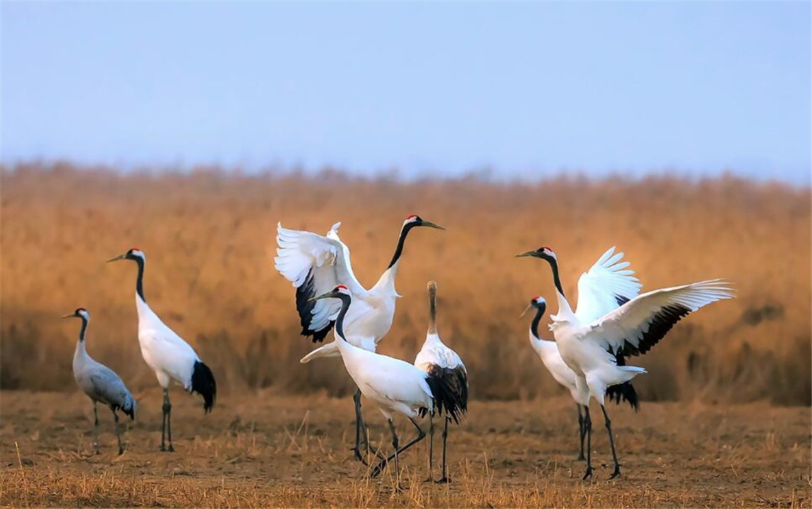 因为太萌差点成为“国鸟”的小肥啾：美丽在可爱面前一无是处