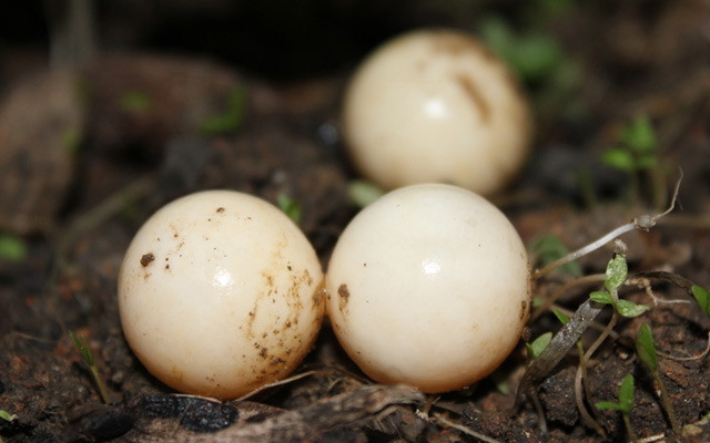 钓到一只野生大甲鱼引围观,养的野生甲鱼下蛋了
