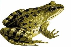 40亩青蛙养殖技术,青蛙养殖技术和利润分析