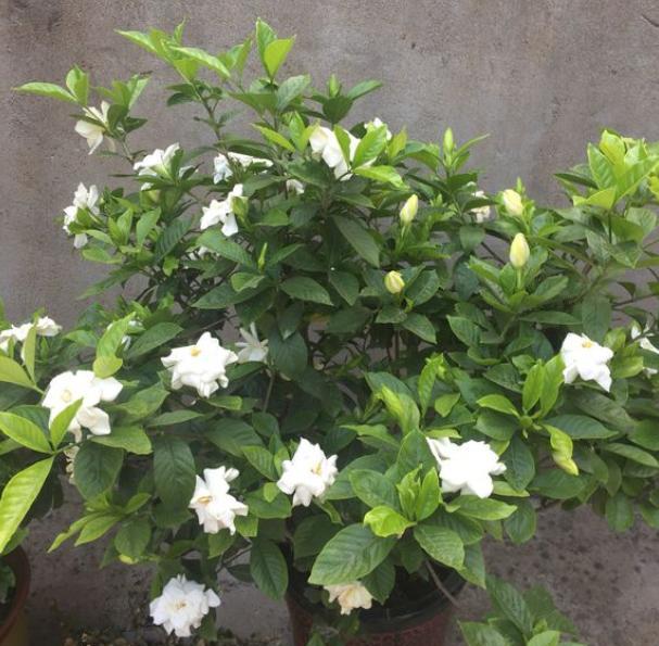 栀子花黄叶冬季怎么养,栀子花黄叶不处理掉能变绿吗