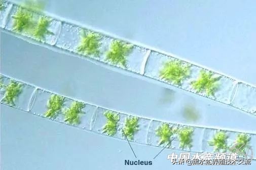 水产藻类大全图片,水产藻类知识大全