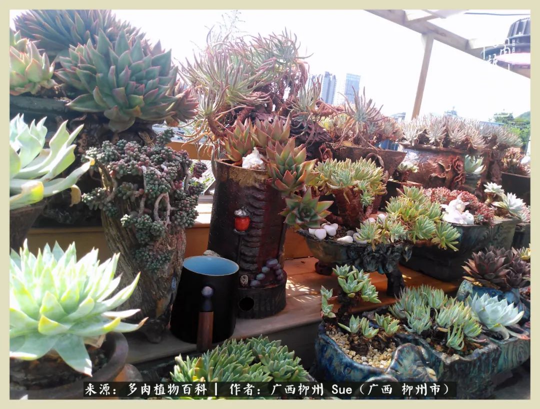 艳阳高照凉爽贵州，我要勤快地捕捉美好！（二）