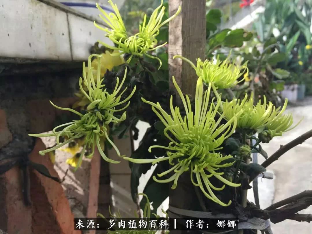 篱笆花开情常在，守你一生不变！