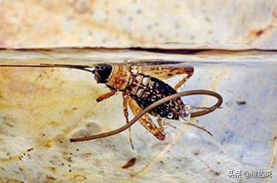 虫草菌是真菌还是僵尸,虫草菌真的可以把人变成僵尸吗