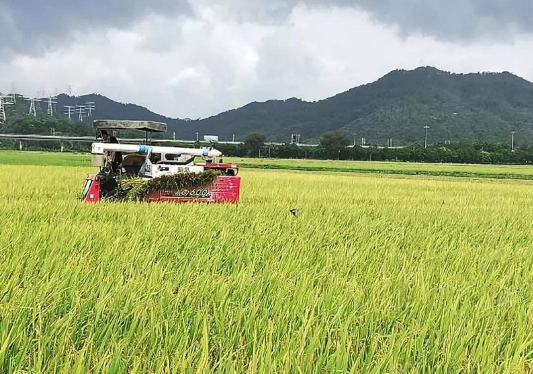 广州美景民宿推荐,广州周边野奢营地特点民宿