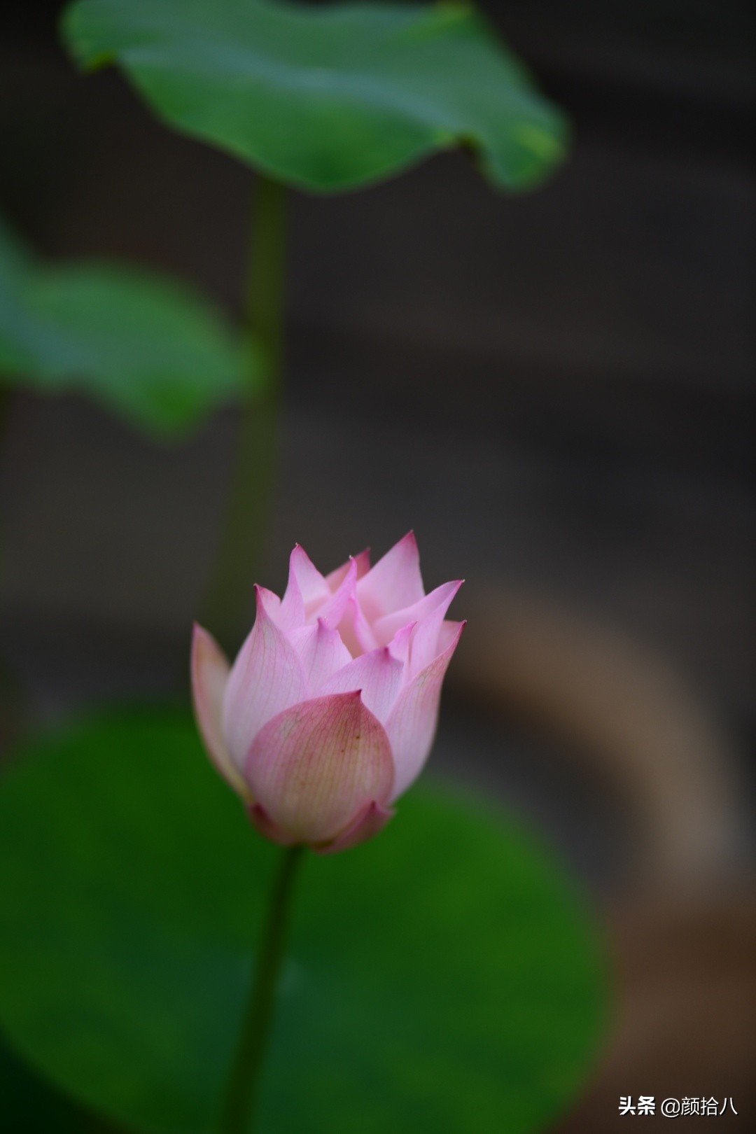 碗莲种藕生长到开花全过程,碗莲种藕到开花的过程