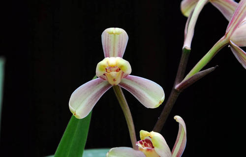 精品玉兰的品种及图片,国兰花朵不艳丽但香气清雅