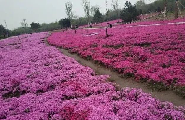 北京五环最美花海,附近免费景点踏青网红打卡地