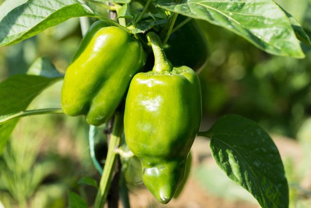 温室甜椒生理性烂果的防治,大棚甜椒预防土传病的最好方法