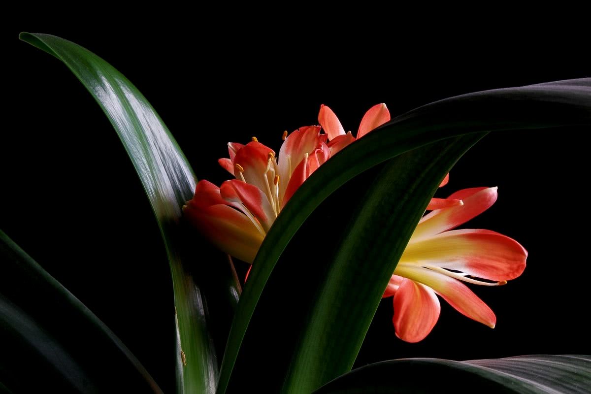 养吊兰君子兰学会1个小方法,君子兰吊兰怎么养才能长得快