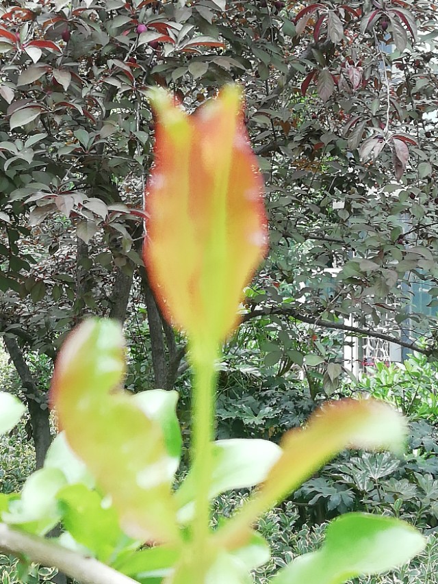 谷雨节气的介绍和谷雨古诗词,二十四节气关于谷雨的诗句并赏析