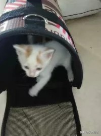 我家六只猫的自我介绍,我家六只猫视频