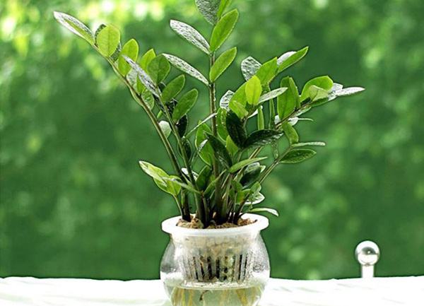 喜爱养花分享花卉盆栽养护知识,十种最香室内花的养护方法