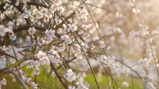 部编版五年级上册语文复习资料,五年级上语文期末复习重点必考